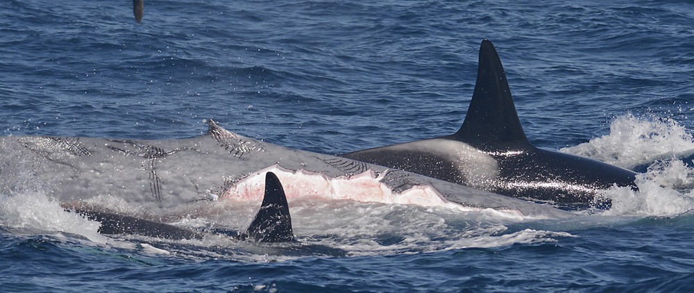 Orque attaque baleine bleue 3 22