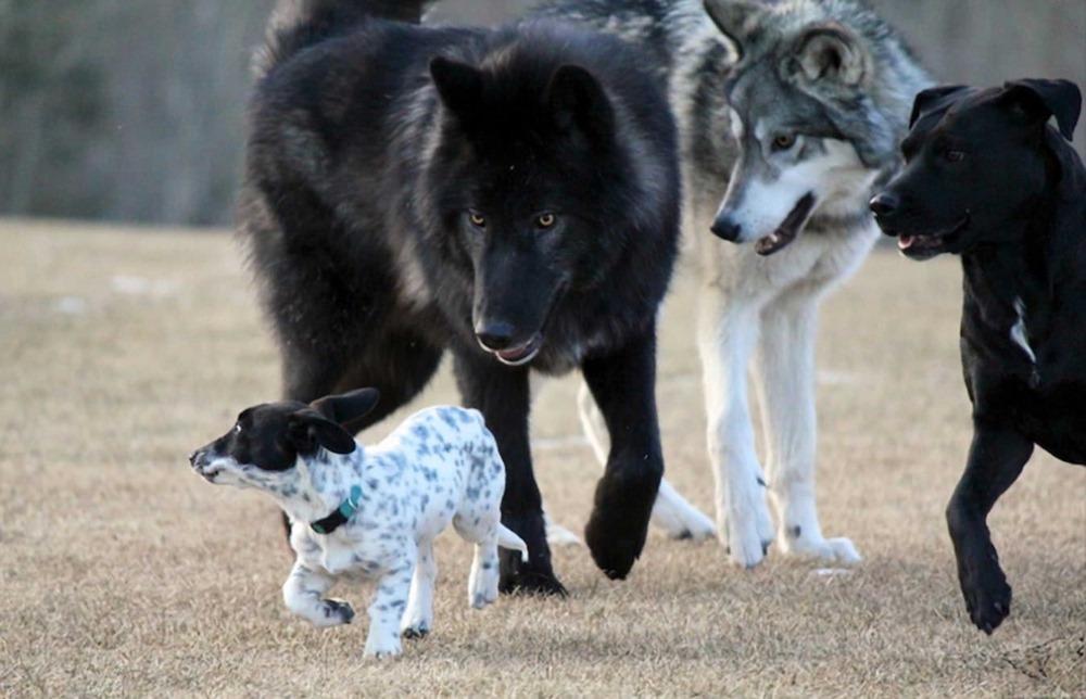 Taille chien VS loup 1 22