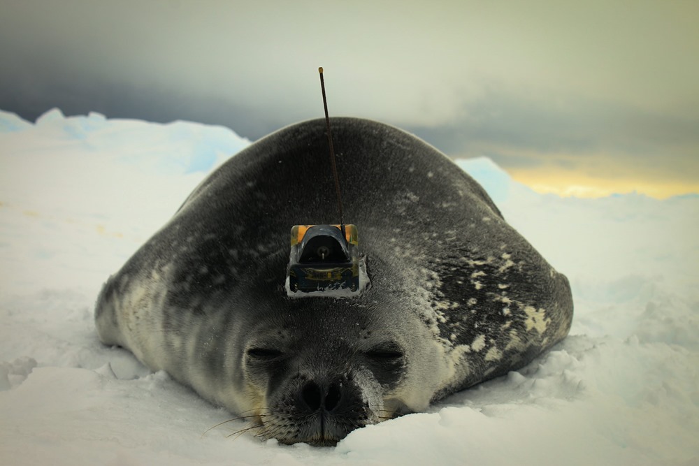 Besenderte Weddellrobbe in der Antarktis. Antarctic Weddell Seal equipped with a transmitter.