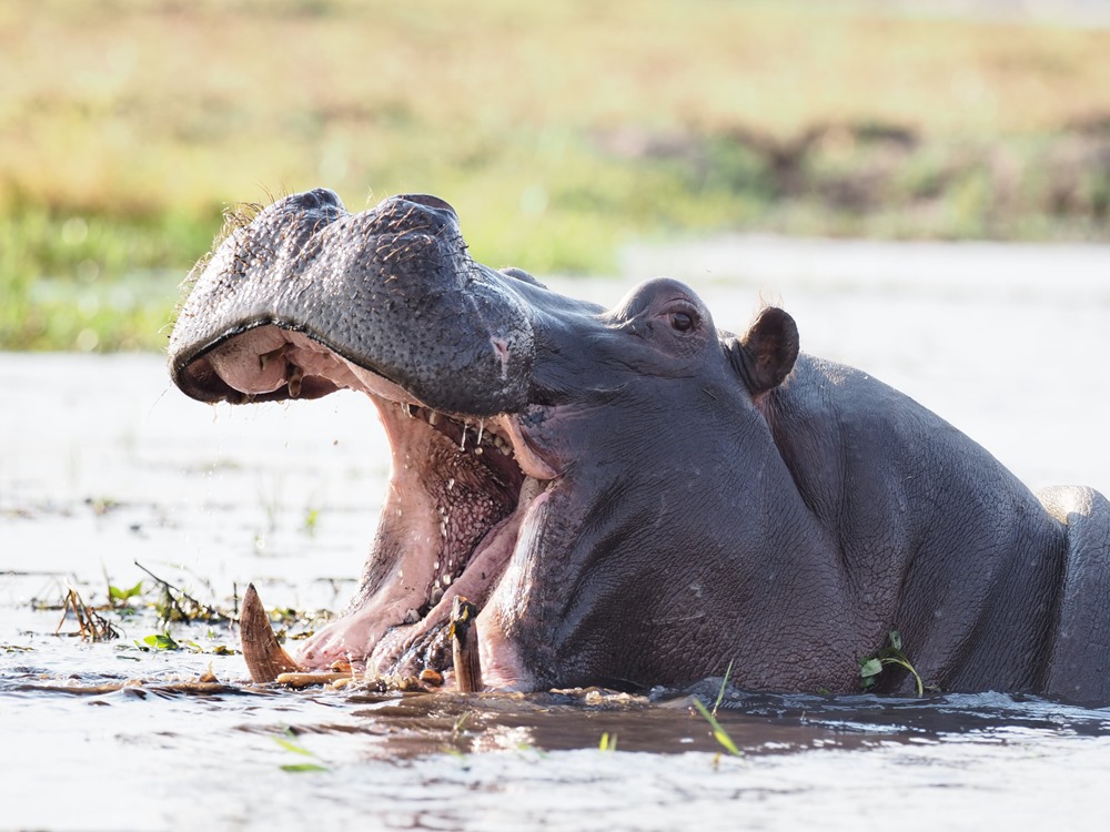 hippos-appel inconnu 2 22