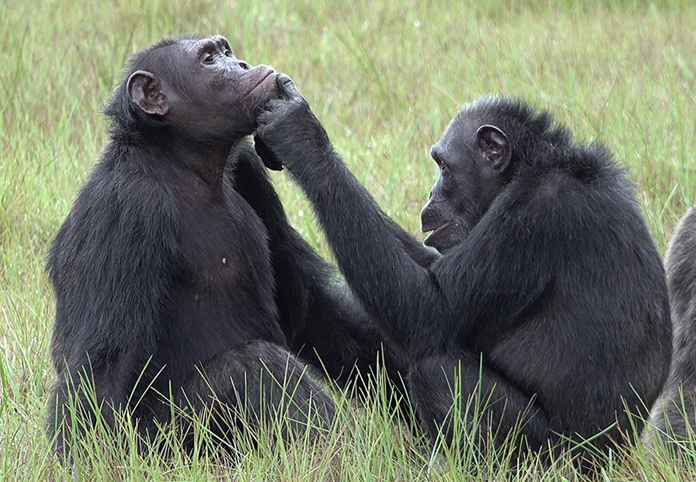 Chimpanzé soin prosocial 1 22