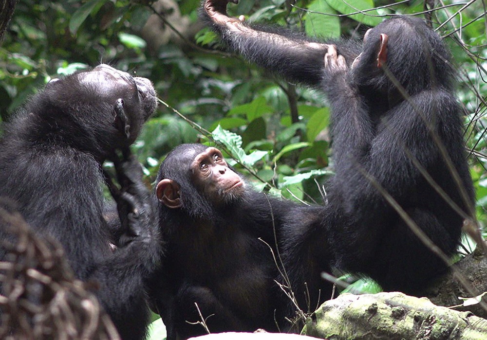 Chimpanzé soin prosocial 2 22