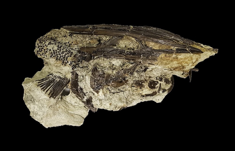 Fossile poisson Tanis 1 22
