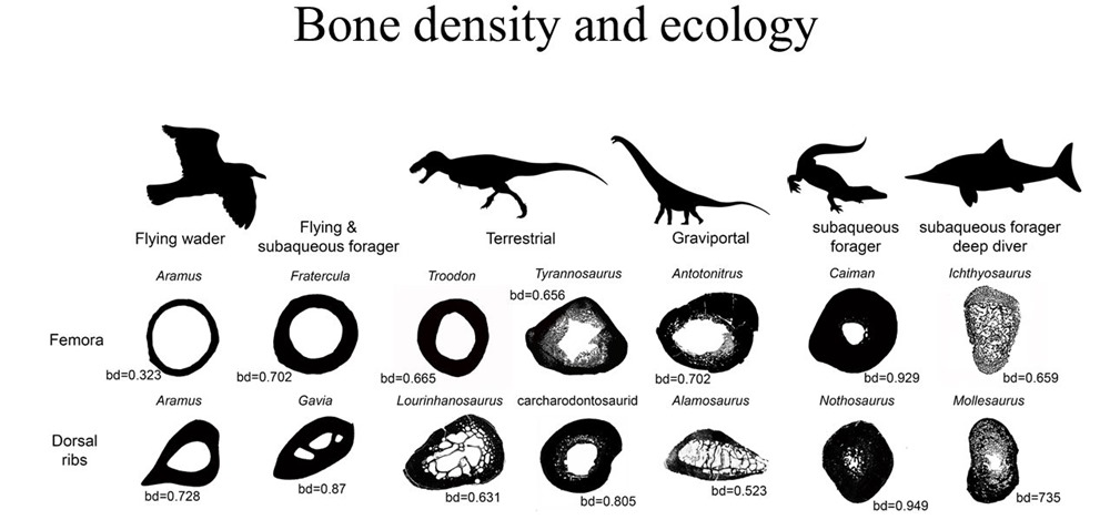 Densité osseuse Spinosaurus 1 22