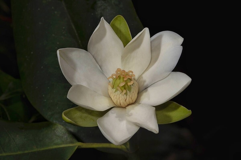 Magnolia ekmanii 1 22