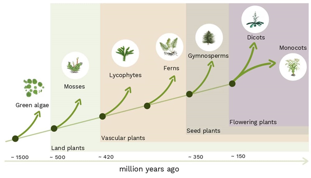 evolution plante eau terre 1 22