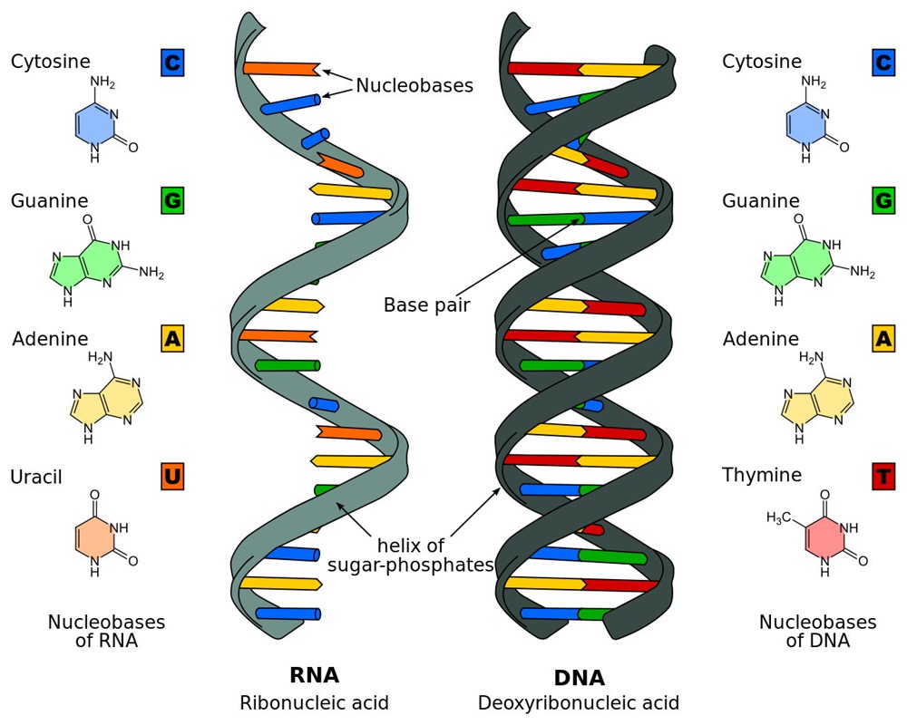 Difference_DNA_RNA 1 22