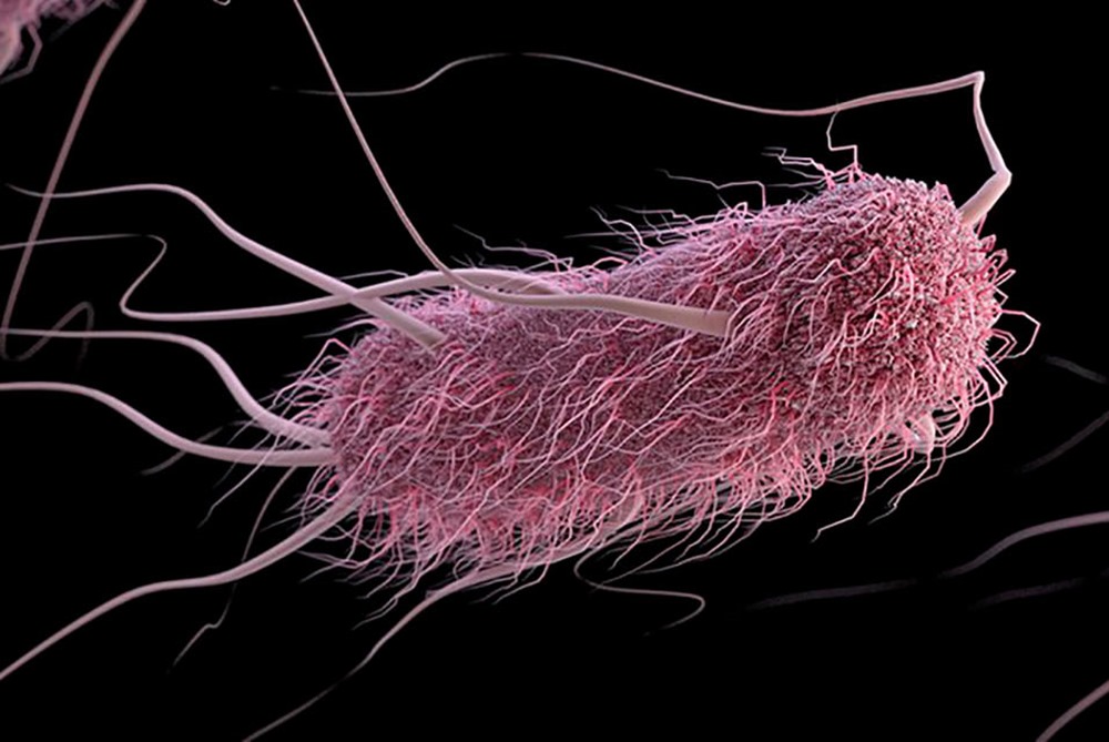 Escherichia coli 1 22