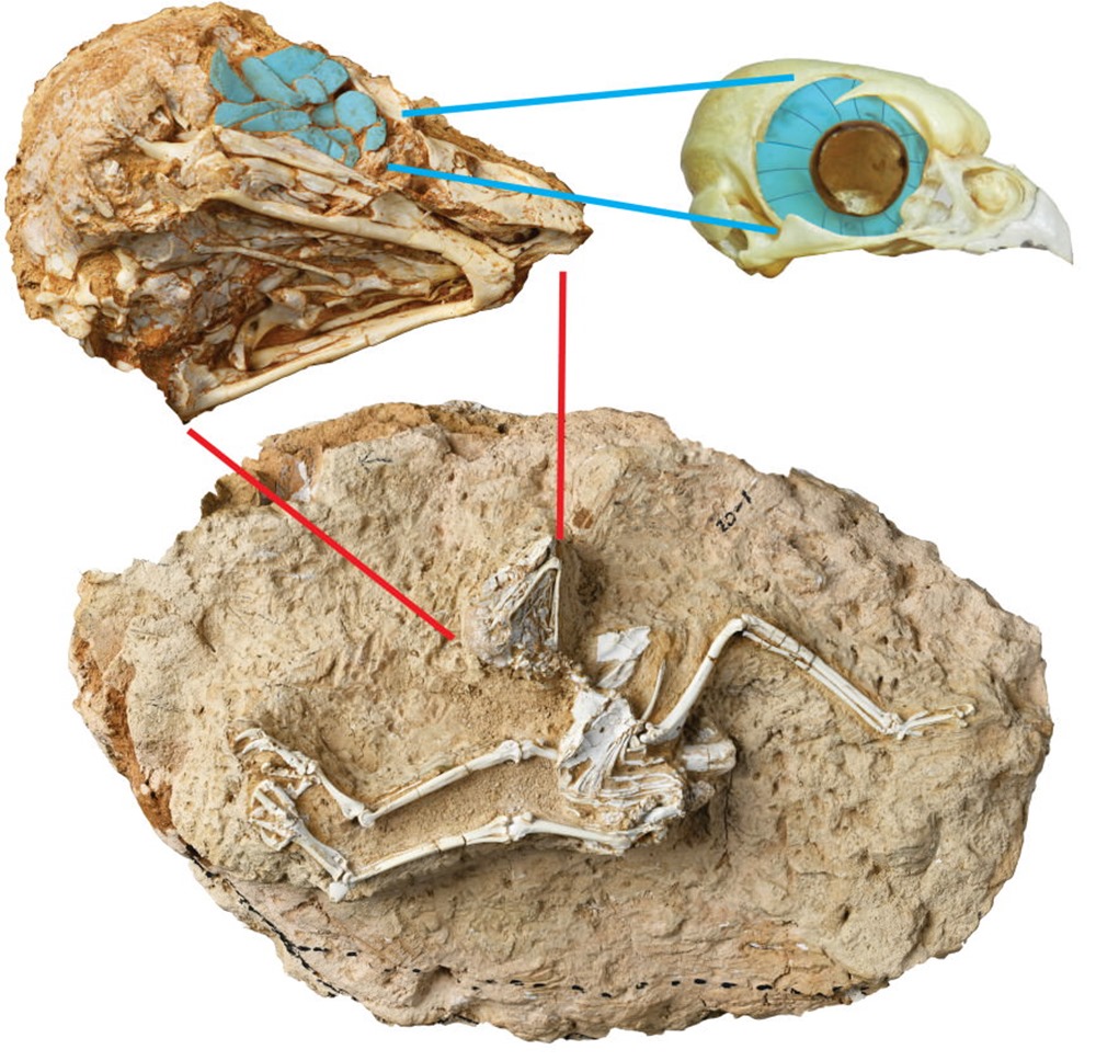 Fossile chouette Miosurnia diurna 1 22