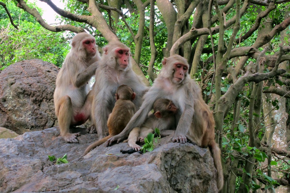 Sociabilité macaque 1 22
