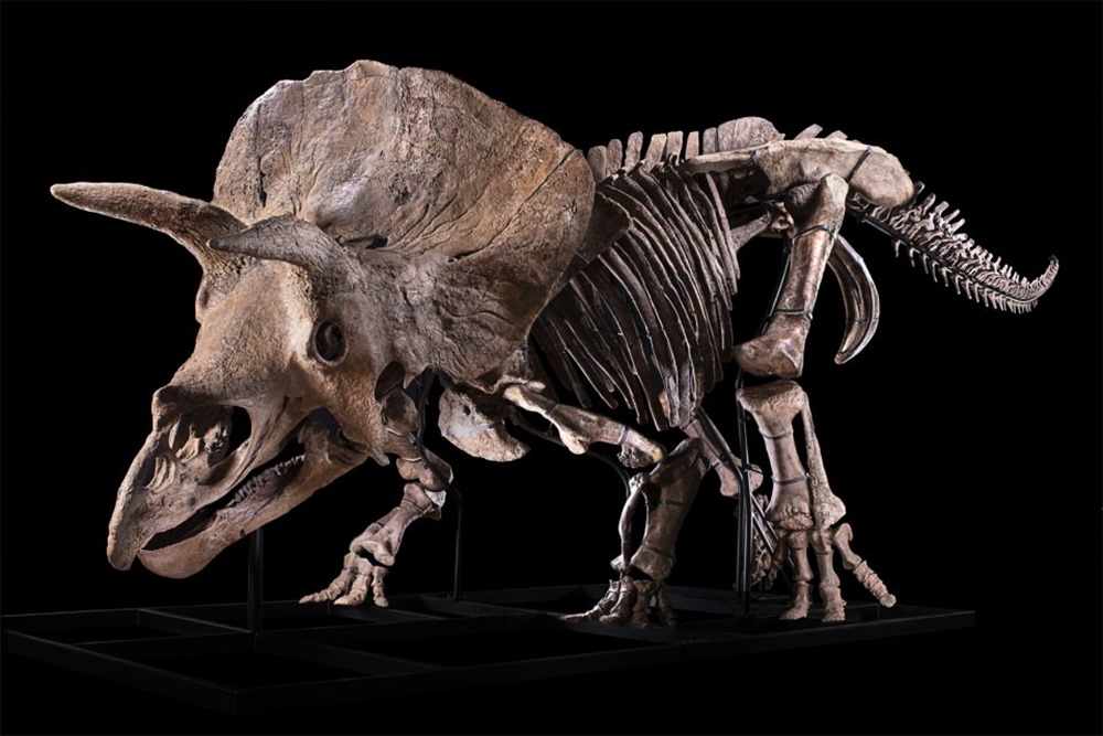 Triceratops Big John 2 22