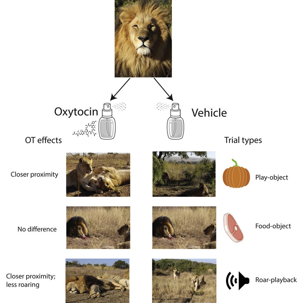 oxytocine lion 1 22
