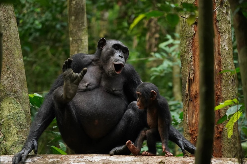Chimpanzés communication 1 22