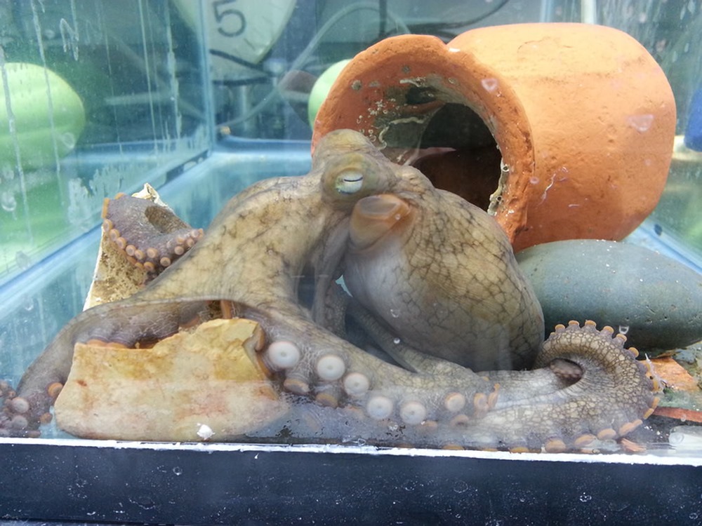 Octopus-bimaculoides 3 22