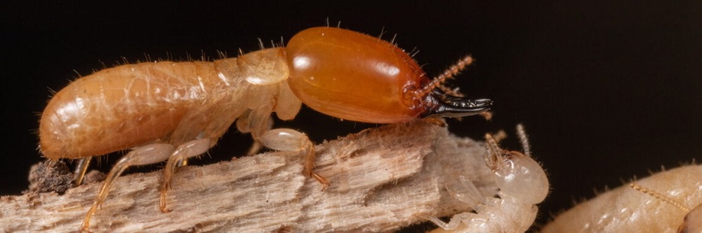 Termites kalotermitidés migration 2 22