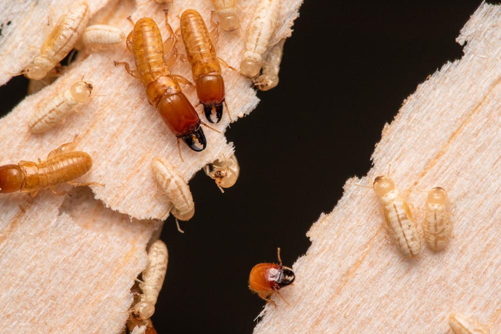 Termites kalotermitidés migration 3 22