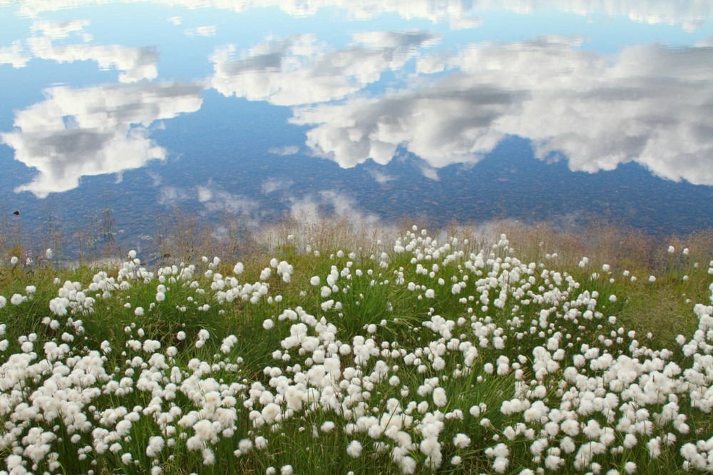 Wollgräser am Ufer des Unteren Ilerneys (Russland, Autonomer Kreis der Tschuktschen)
