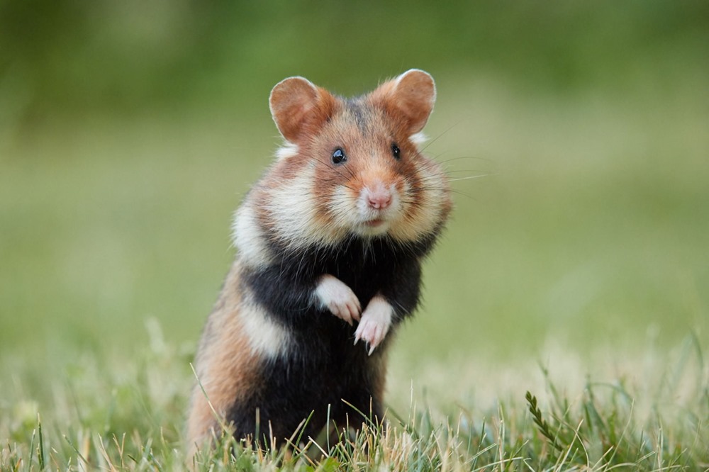 hamster CRISPR 1 22