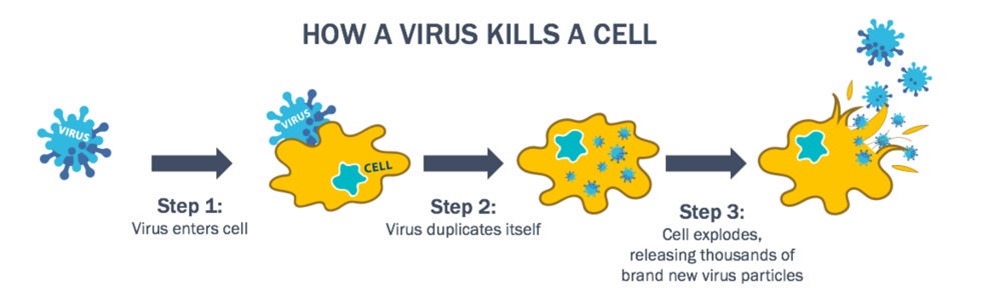 virus oncolytique 1 22