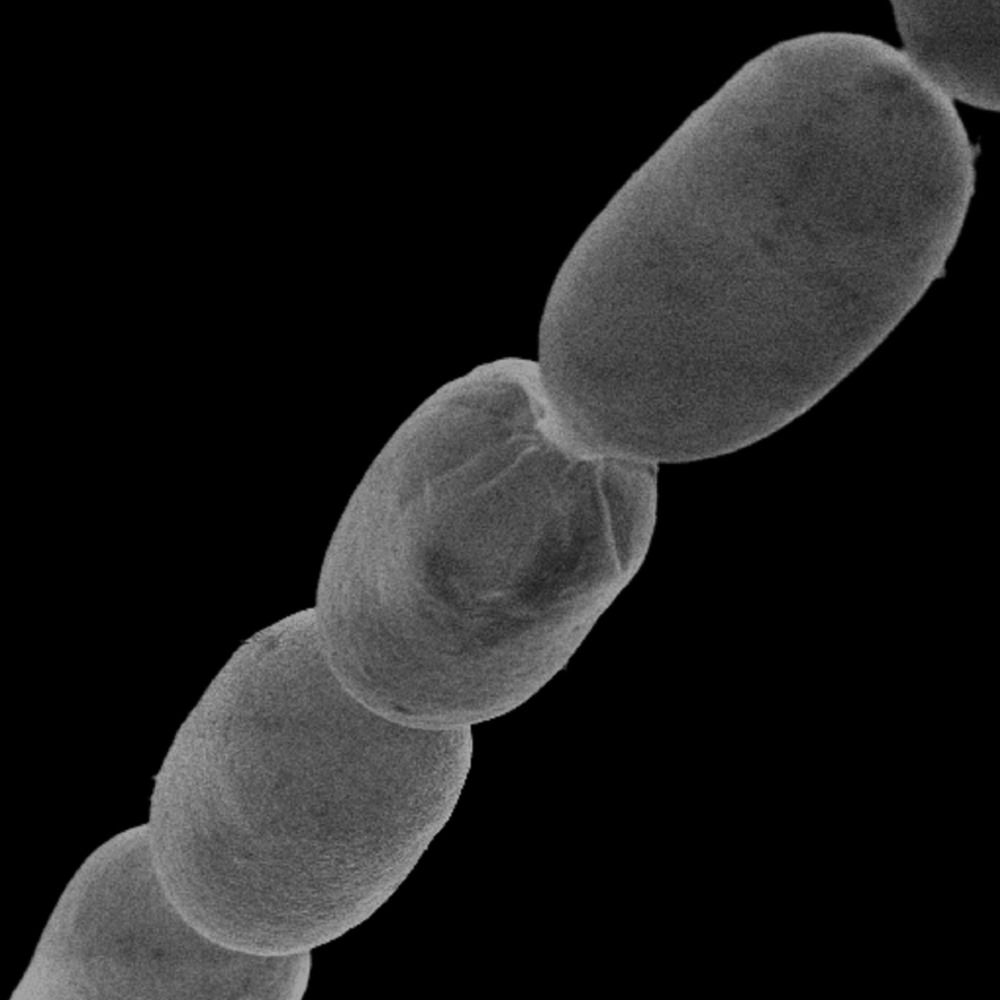Bactérie géante Thiomargarita 4 22