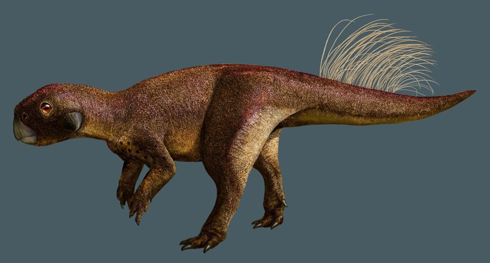 Psittacosaurus nombrile 3 22