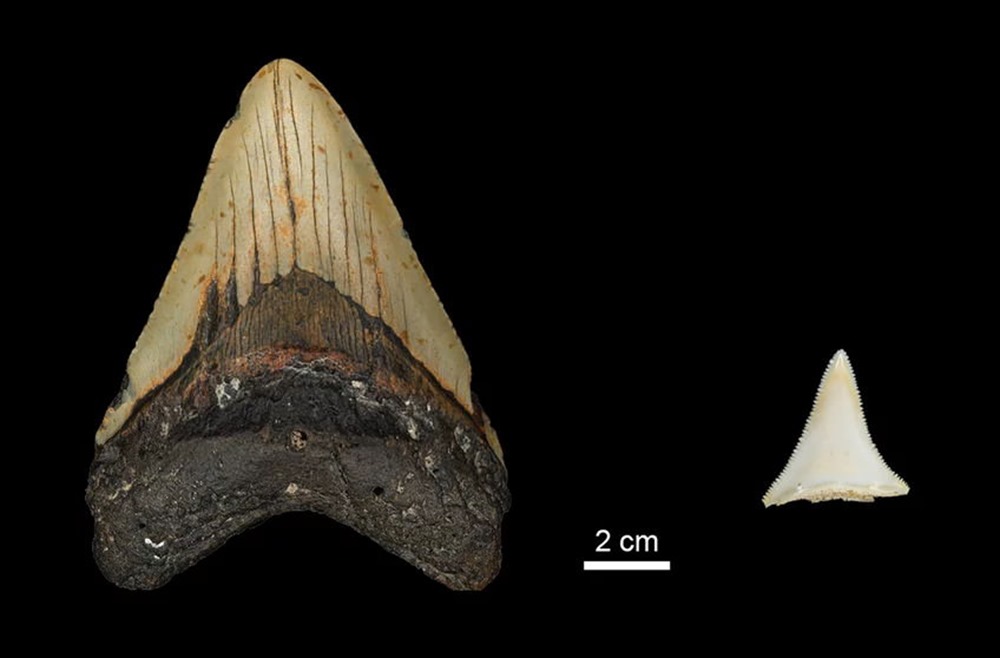 dents Mégalodon - Grand requin 1 22
