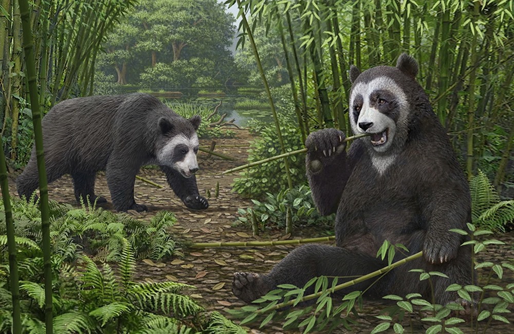 Panda bambou adapt 1 22