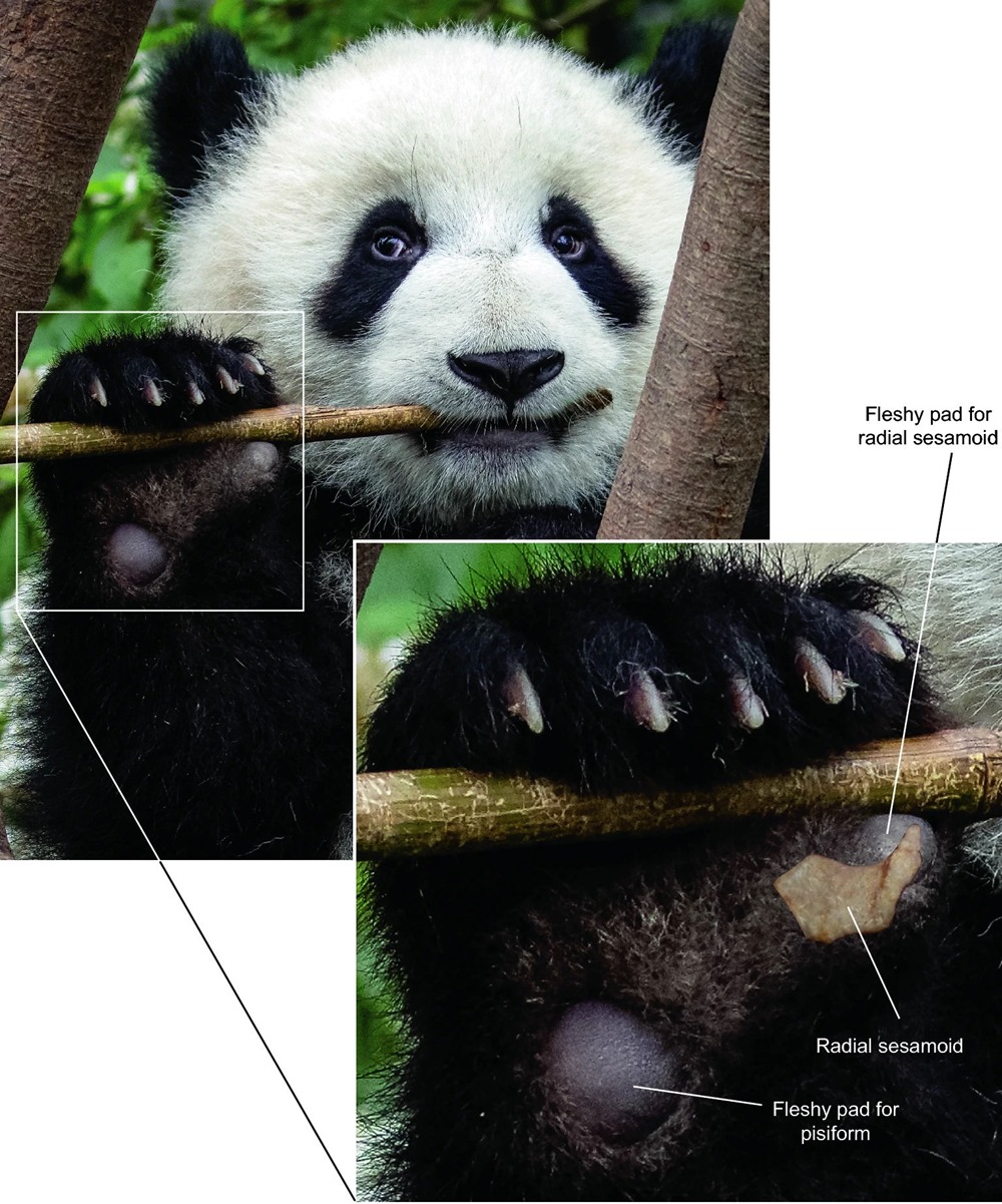 Panda bambou adapt 2 22