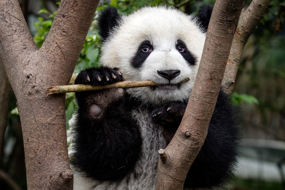 Panda bambou adapt 7 22