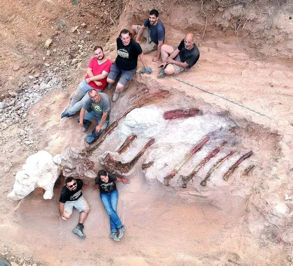 Dinosaure sauropode Portugal 1 22