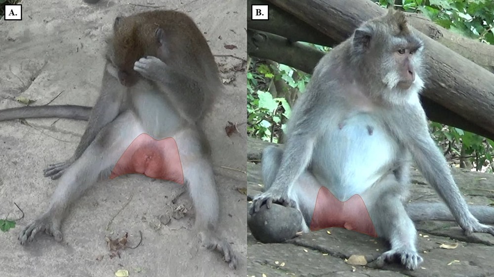 Macaque masturbation Bali 1 22