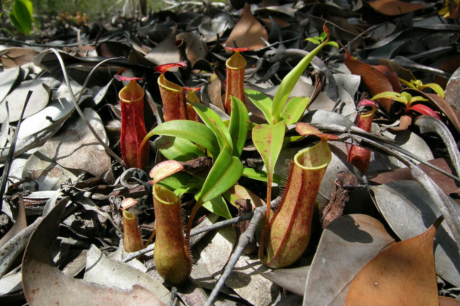 Nepenthes gracilis 1 22