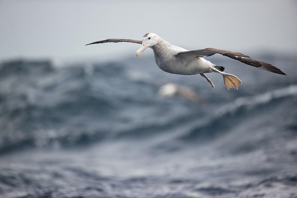 Albatros Hurleur 1 22