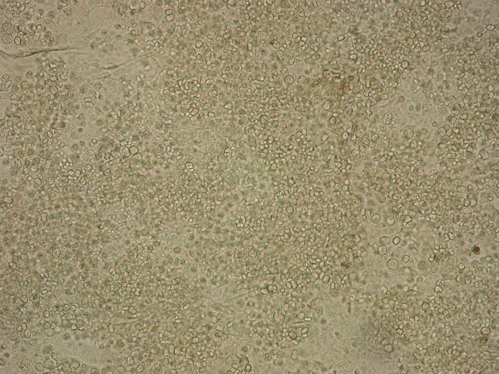 BD peau grenouille microscope 1 22