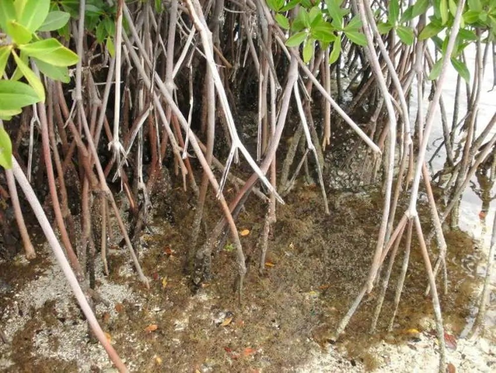 Mangroves tourbe carbone 3 22