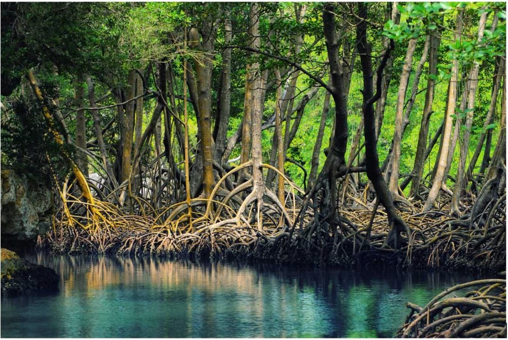 Mangroves tourbe carbone 6 22