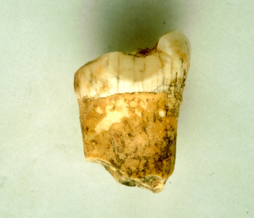 Dent Neanderthal carnivore 1 22