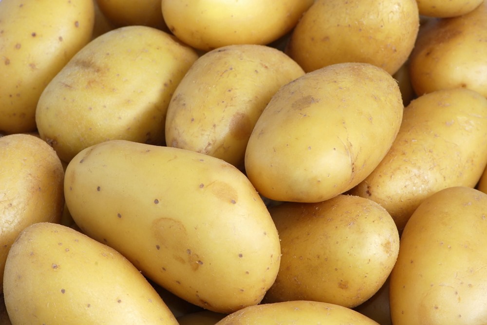 antibiotique - pommes de terre 1 22