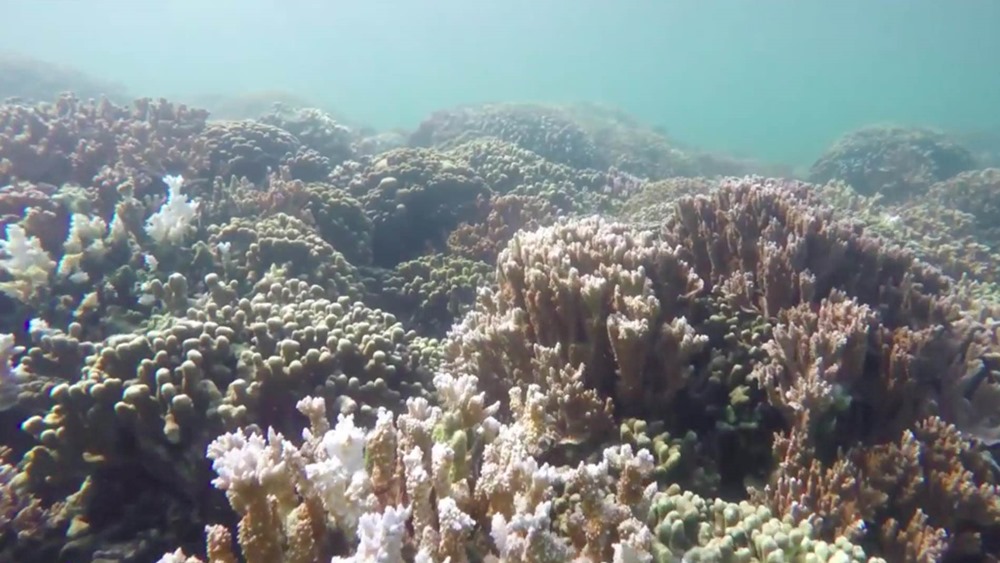 récifs coralliens 2035 1 22