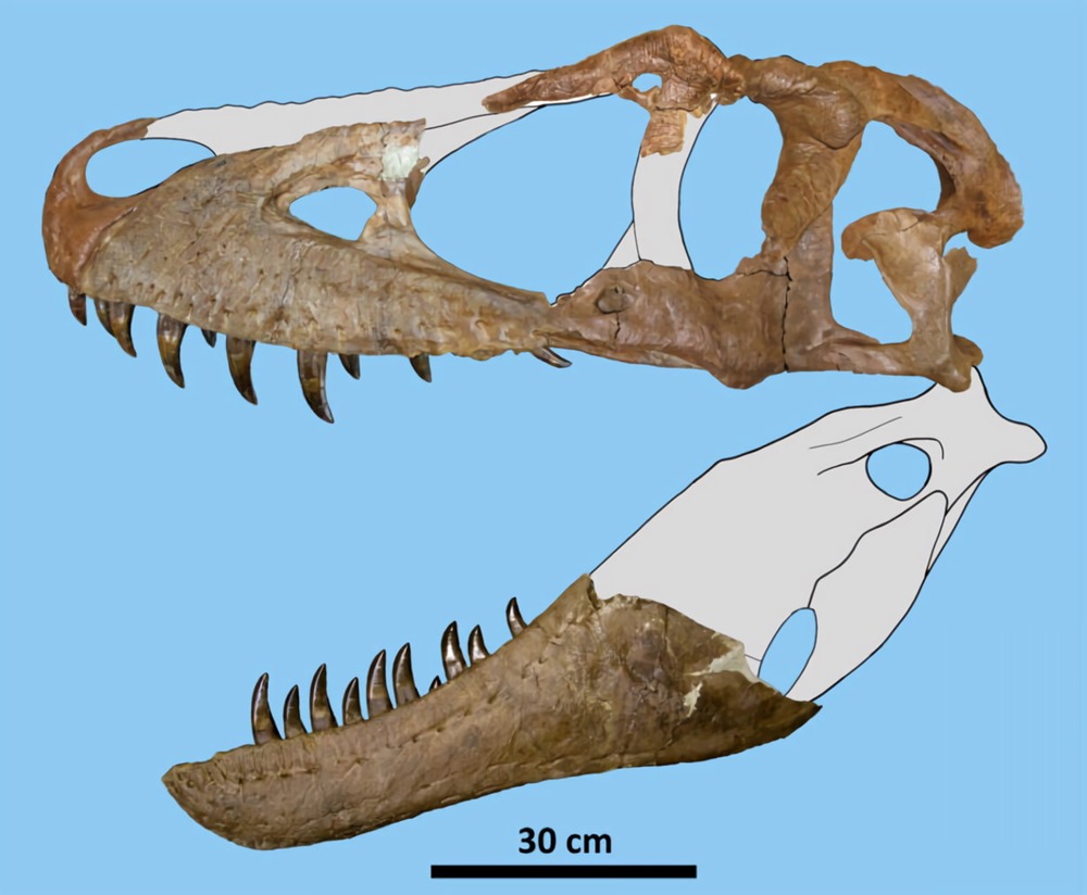 Daspletosaurus wilsoni 6 22
