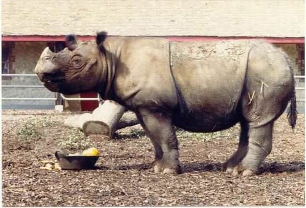 Rhinos corne évolution 3 22.jpg