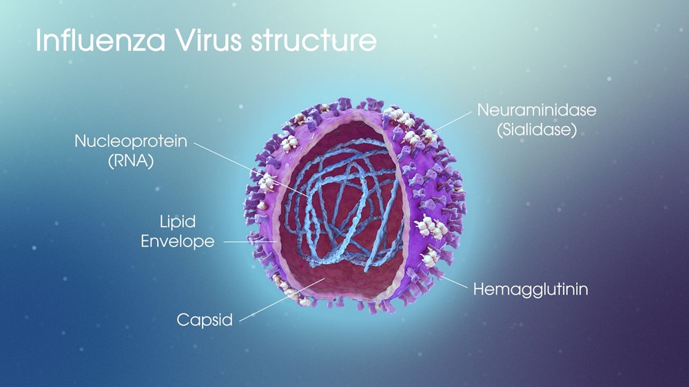 Virus Grippe 1 22