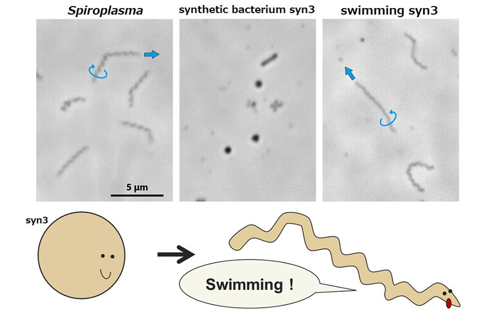 Bactérie synthétique Syn3 1 22