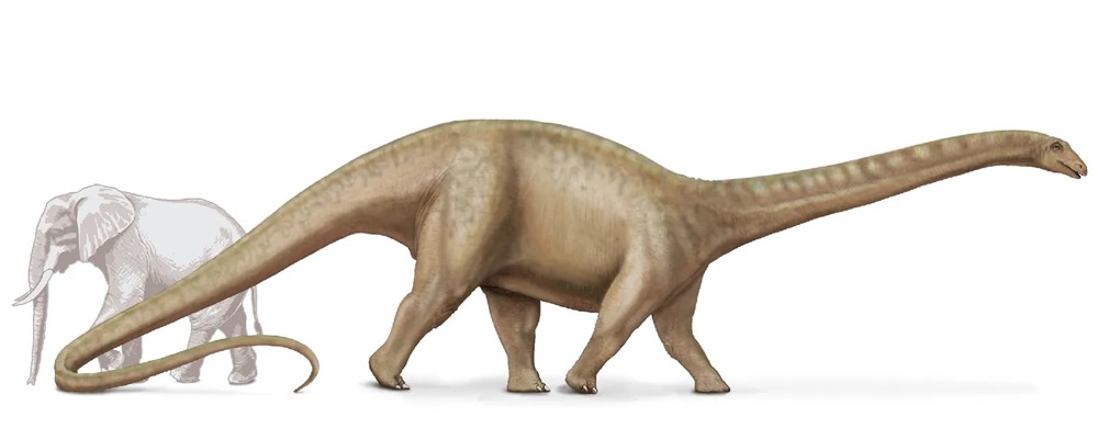 Brontosaurus 1 22