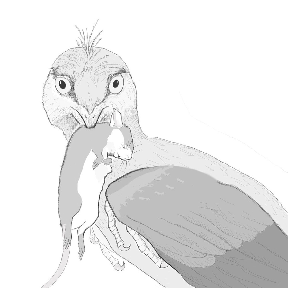 Microraptor repas Mammifère 1 22