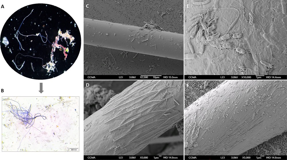 microfibre plastique bactérie 1 22
