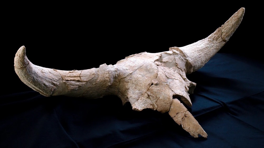 Bison priscus Neanderthal 1 23