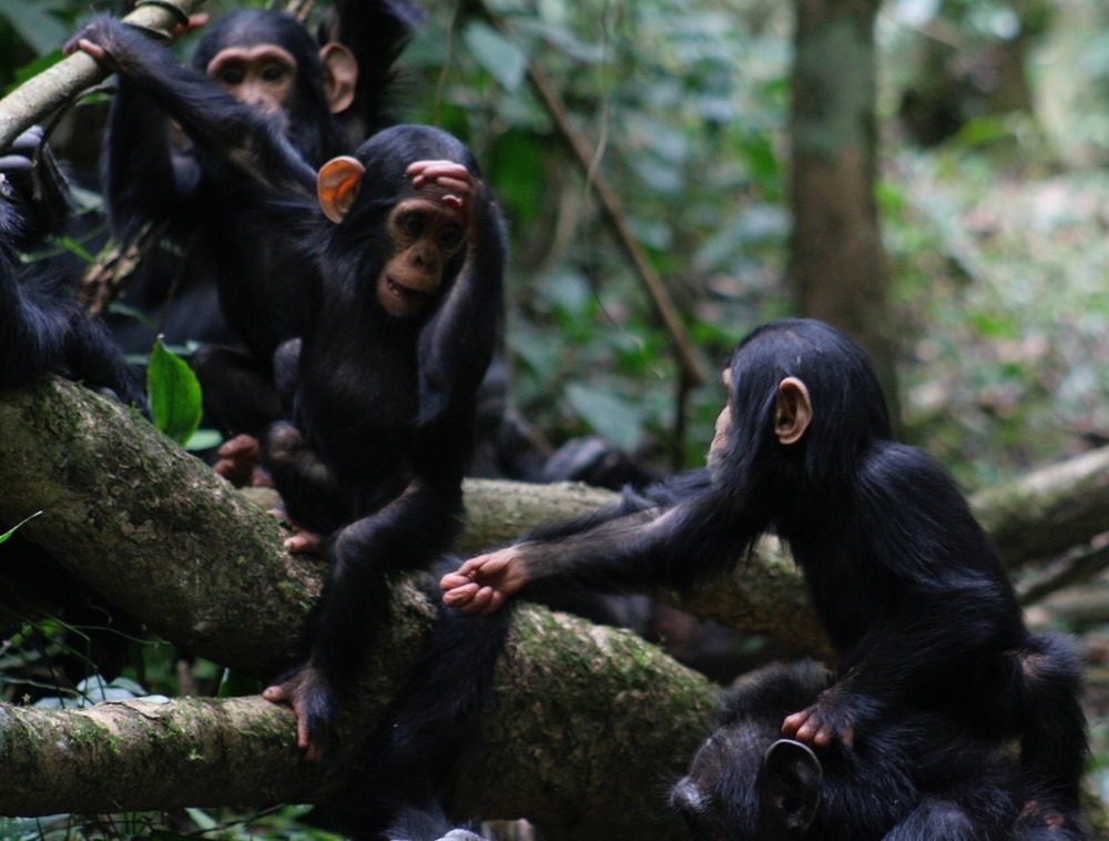 Chimpanzees Geste 1 23
