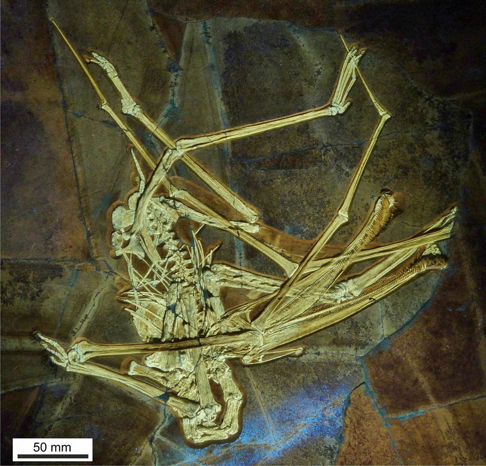 Ptérosaure Balaenognathus maeuseri 1 23