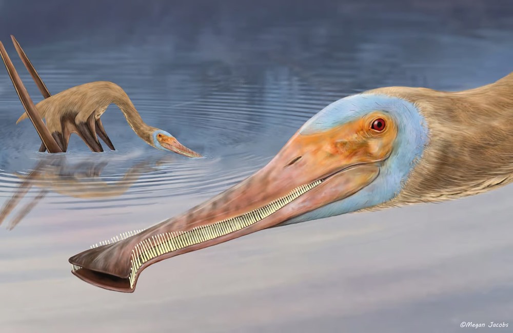 Ptérosaure Balaenognathus maeuseri 5 23